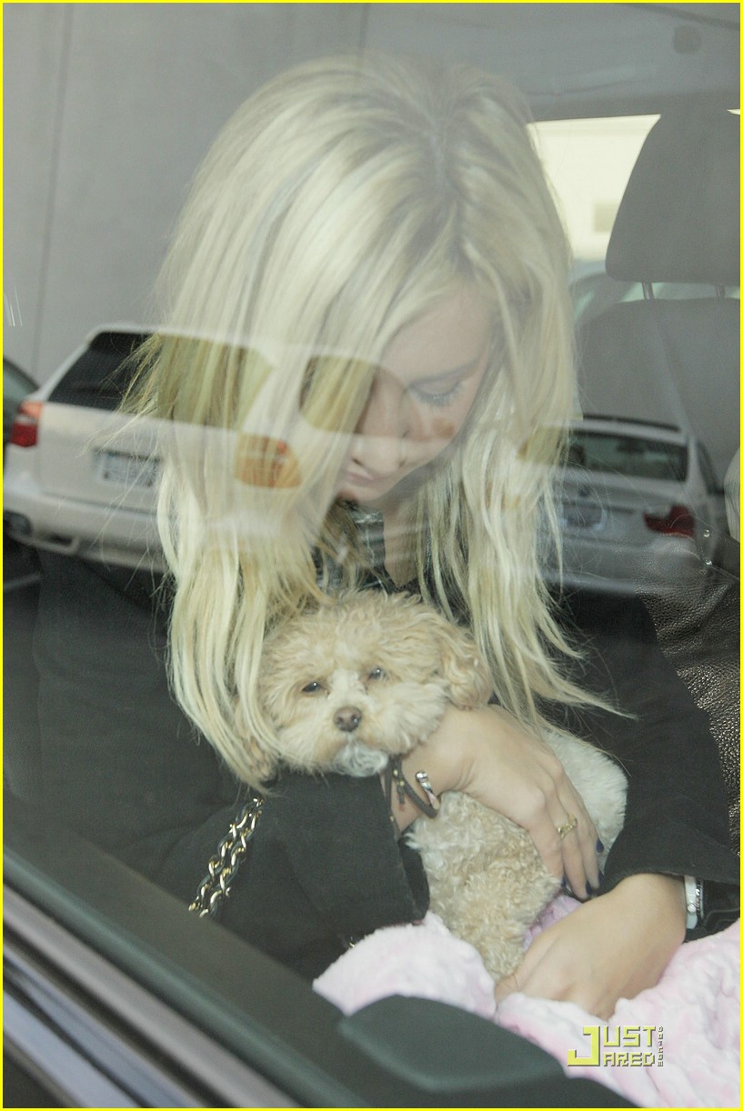 Ashley Tisdale Pampers Pooch Maui