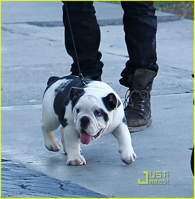 Joe Jonas & Ashley Greene: Dog Walker Duo