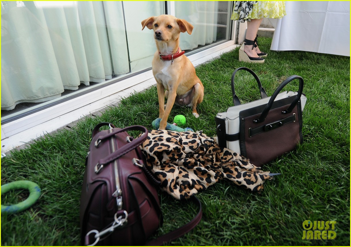 Toulouse, Ariana Grande's Dog, Is a Coach Campaign Star!