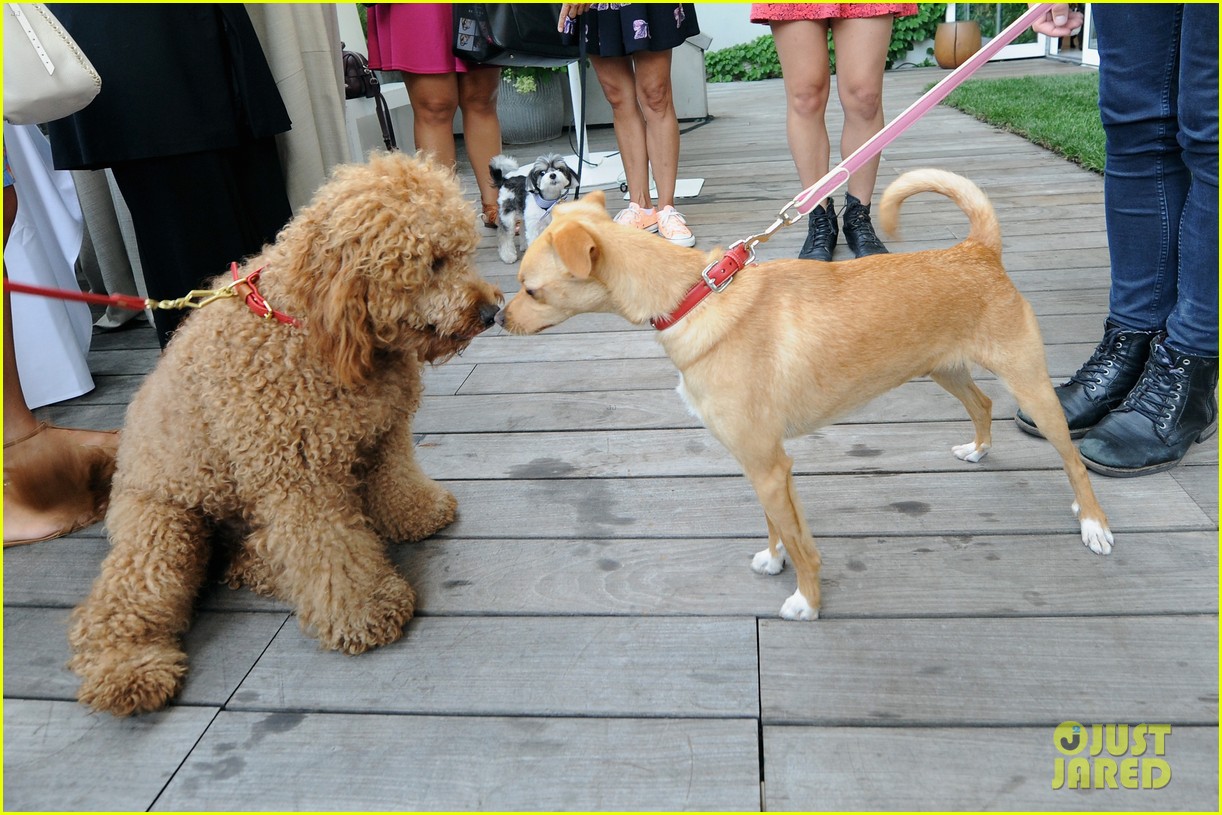 Toulouse, Ariana Grande's Dog, Is a Coach Campaign Star!