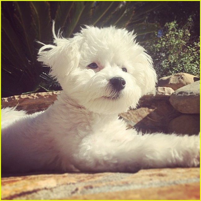Demi Lovato's Dog Buddy Has Died
