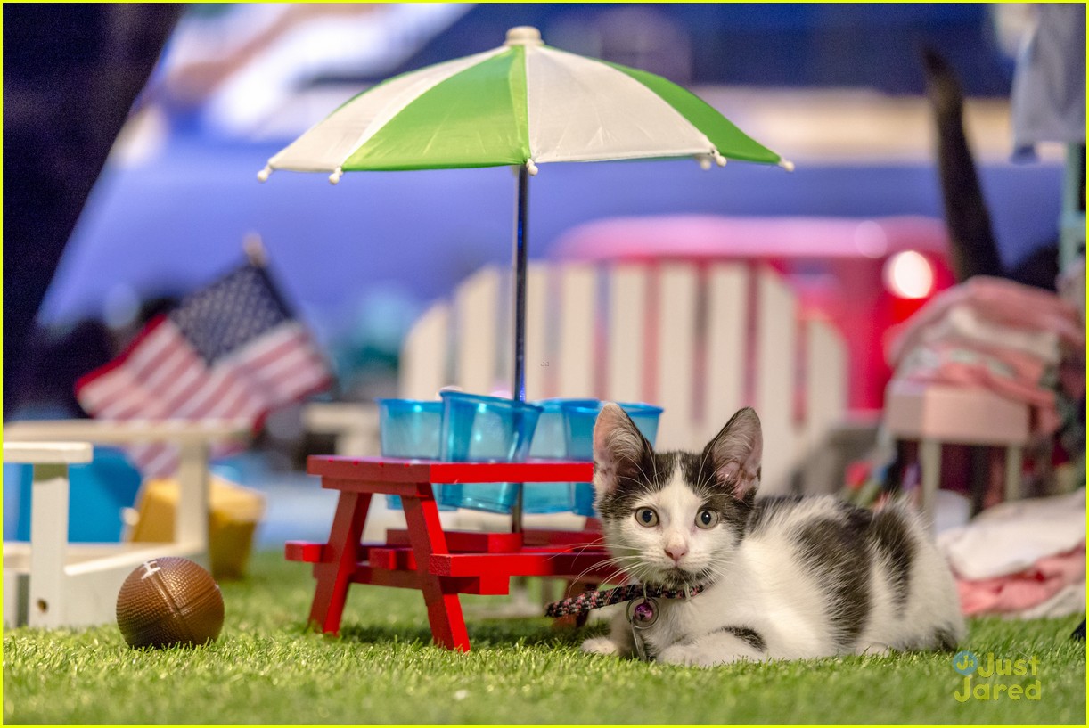 When Does The Kitten Bowl 2017 Air? See All The Pics of the Feline Football League Now!