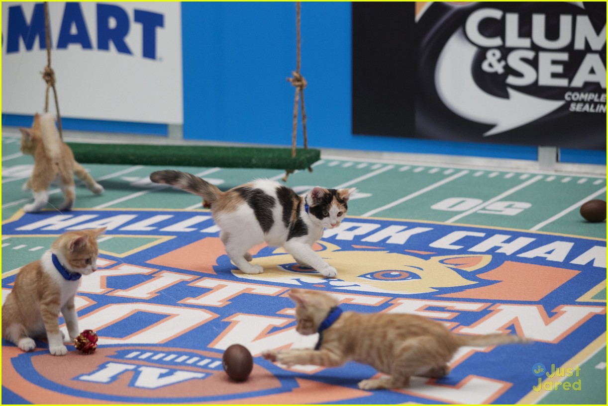 When Does The Kitten Bowl 2017 Air? See All The Pics of the Feline Football League Now!