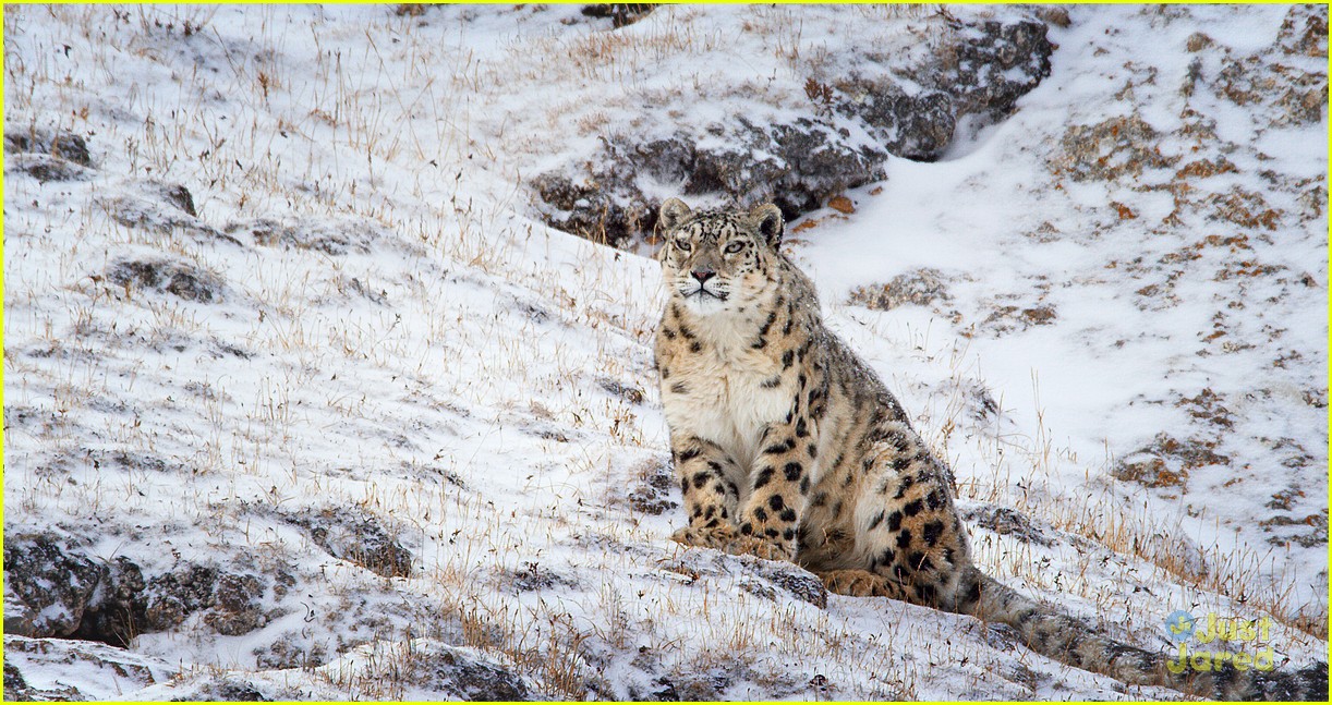 'Born in China's Snow Leopard Storyline Will Tear Your Heart in Pieces