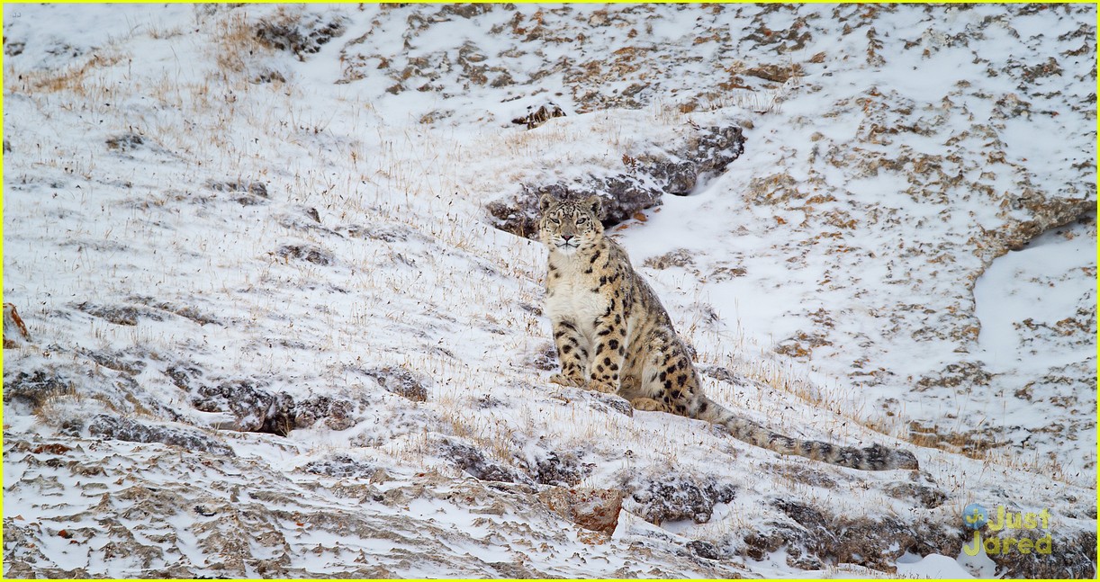 'Born in China's Snow Leopard Storyline Will Tear Your Heart in Pieces