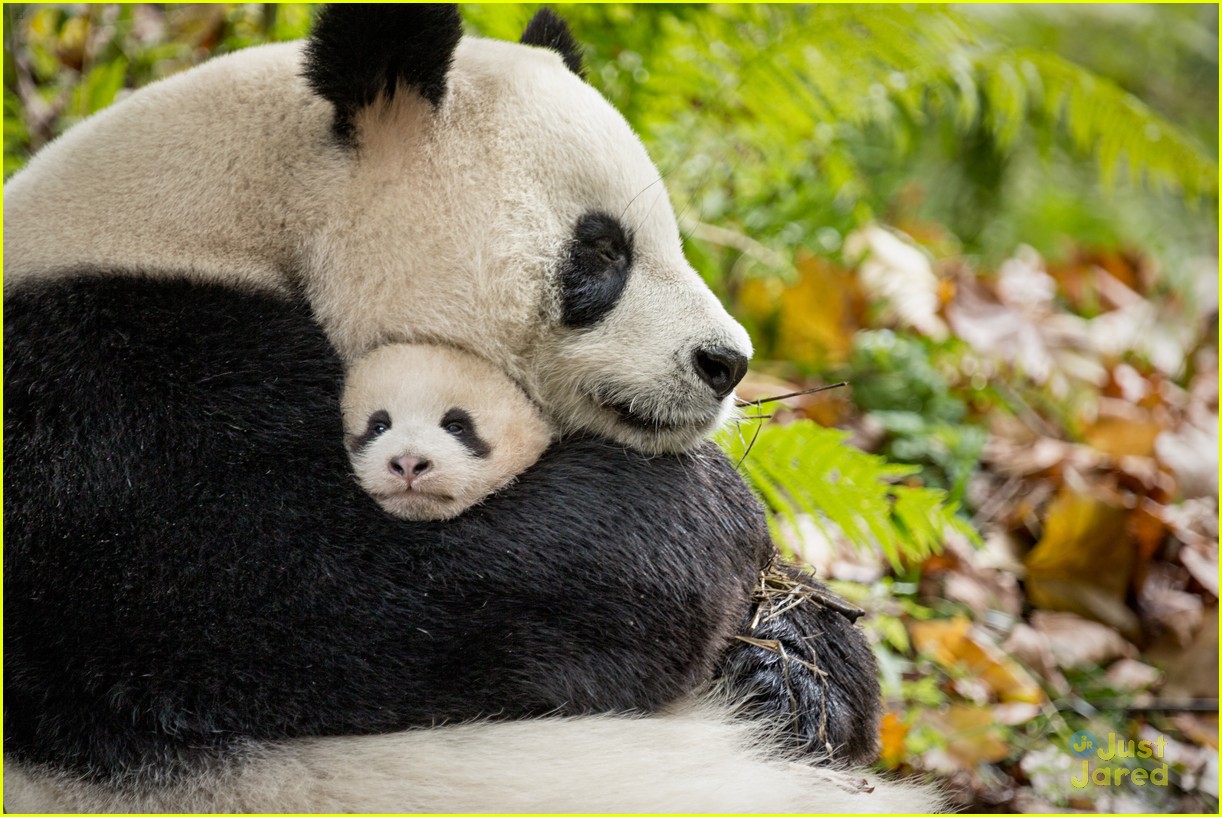 'Born in China's Snow Leopard Storyline Will Tear Your Heart in Pieces