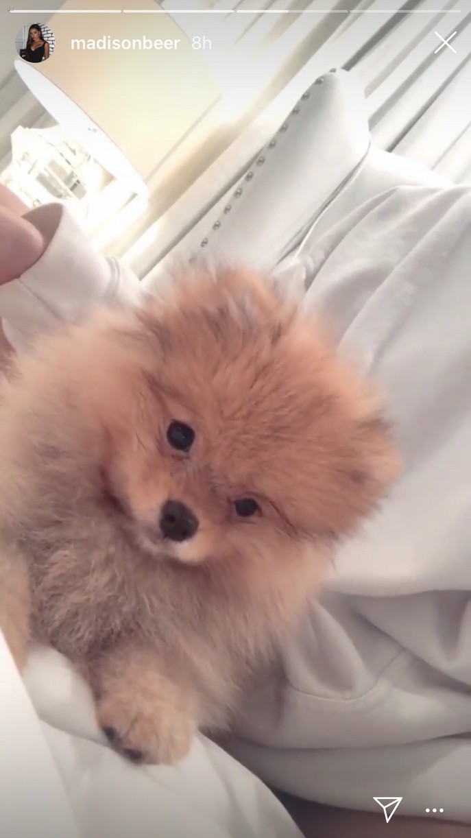 Madison Beer Introduces New Dog Zero To Fans