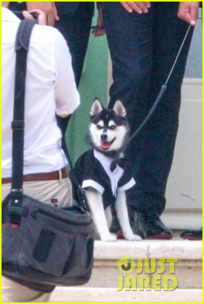 Joe Jonas & Sophie Turner's Dog Porky Basquiat Wore a Tux To Their Wedding!