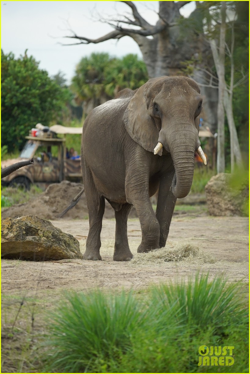 Disney+ To Take Fans Behind-The-Scenes of Walt Disney World's Animal Kingdom In New Docu-Series