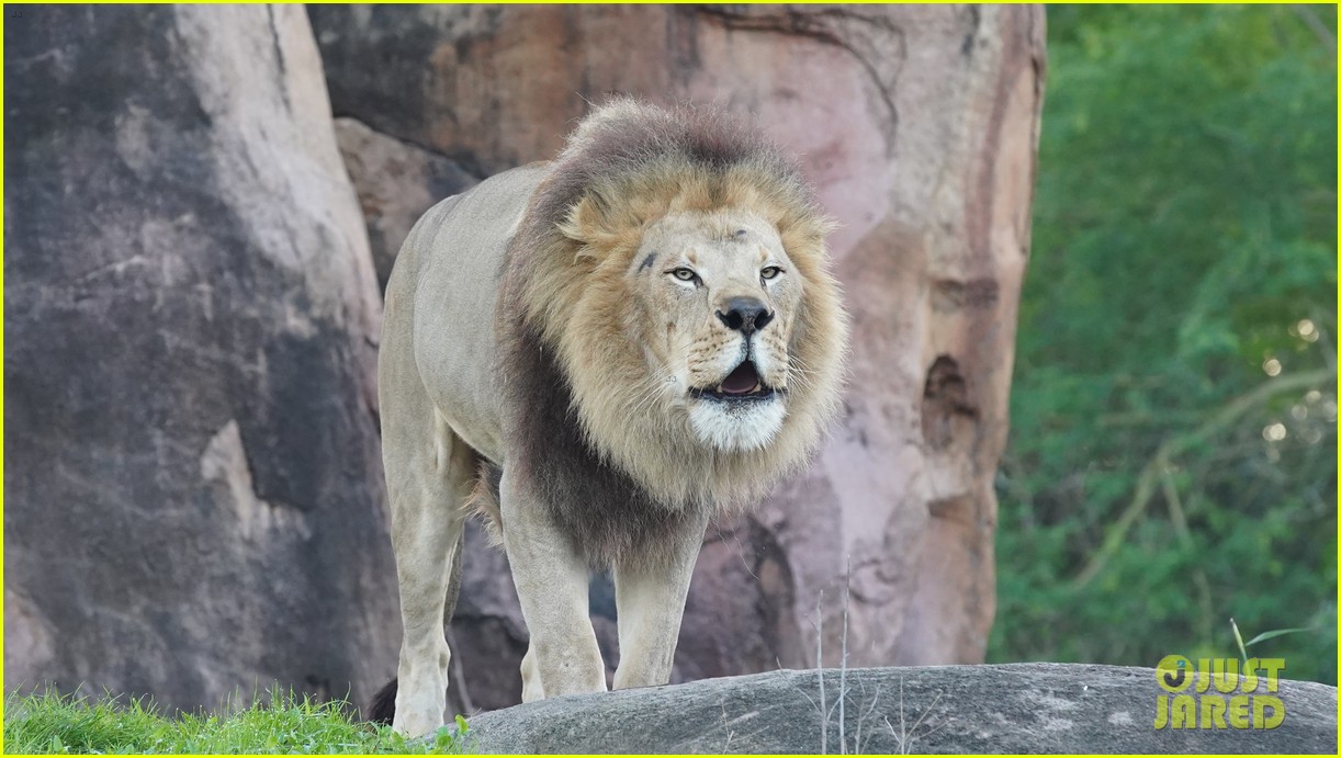 Disney+ To Take Fans Behind-The-Scenes of Walt Disney World's Animal Kingdom In New Docu-Series