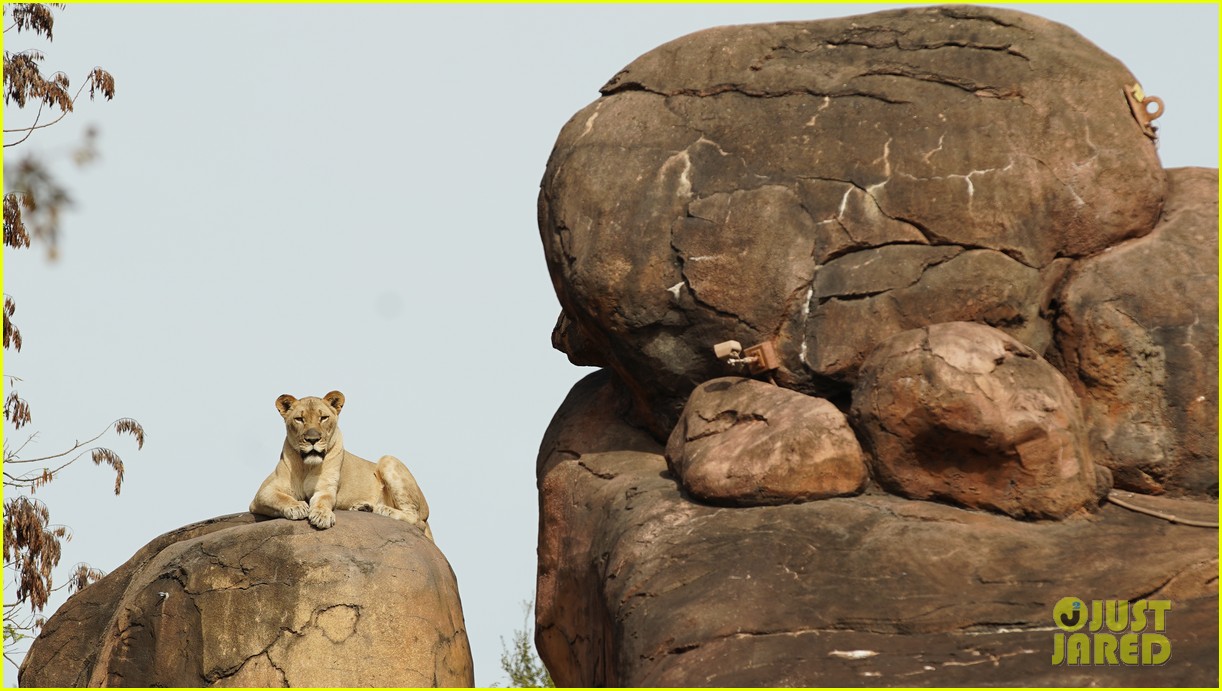 Disney+ To Take Fans Behind-The-Scenes of Walt Disney World's Animal Kingdom In New Docu-Series