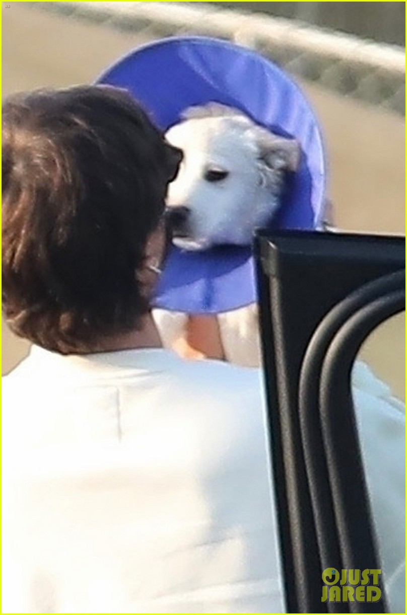 Jacob Elordi Picks Up Kaia Gerber's Pup From The Vet
